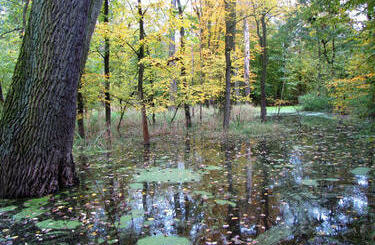 Park Staromiejski w Kątach Wrocławskich