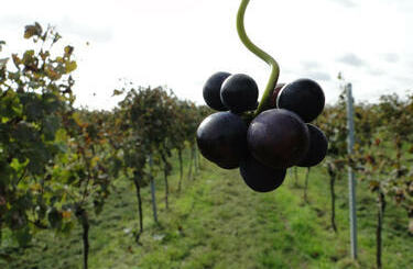 winogron z winnicy