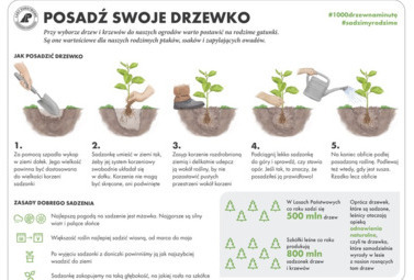 Zdjęcie do Jak dbać o czyste powietrze? Poprzez sadzenie roślin &ndash; zazieleniając...