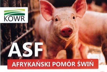 Zdjęcie do Informacja dla rolnik&oacute;w dot. Afrykańskiego pomoru świń (ASF)